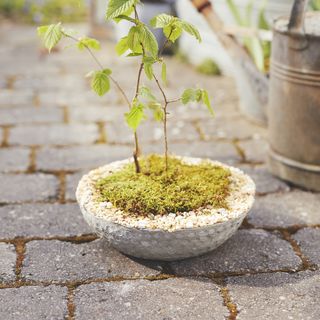 Betonnen plantenbak met natuurstenen