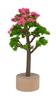 Miniature tree flowering