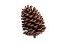 VBS Pine cone, 3 pieces