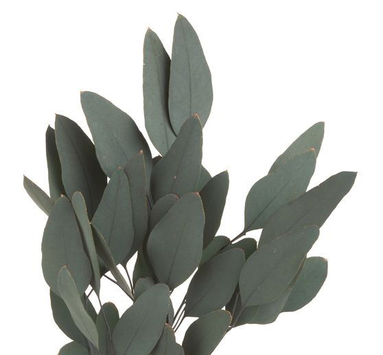 eucalyptus