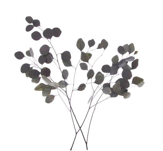 eucalyptus