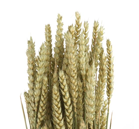 Wheat natural green
