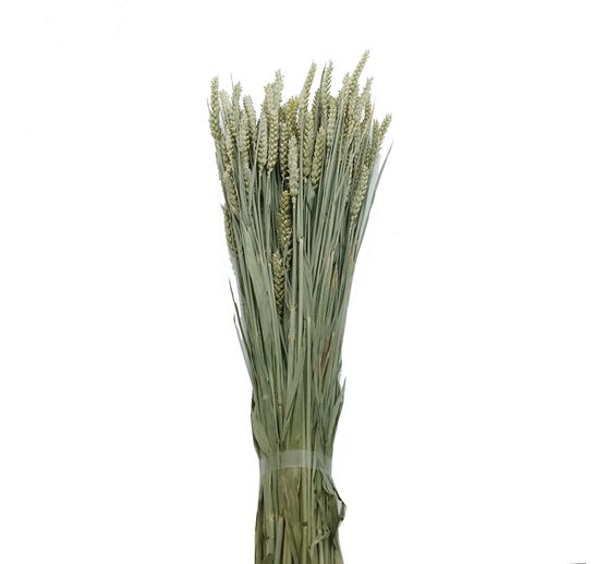 Wheat natural green