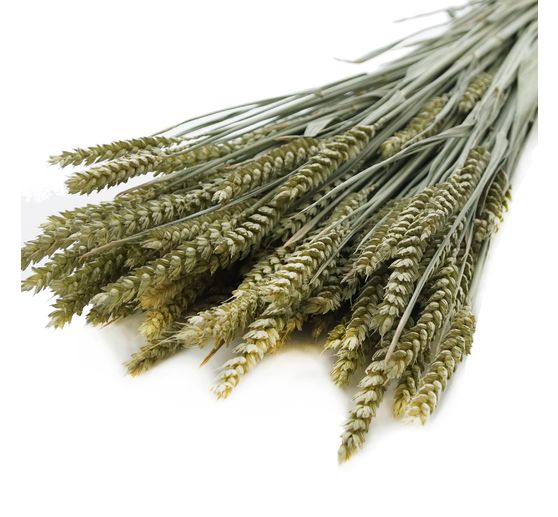Wheat natural green