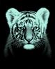 Scratch painting "Baby Tiger"