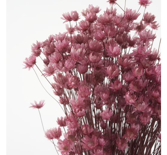 Glixia pink