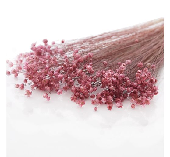 Glixia pink