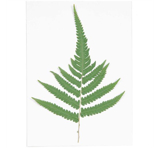 Rico Design pressed plants "Large Fern"