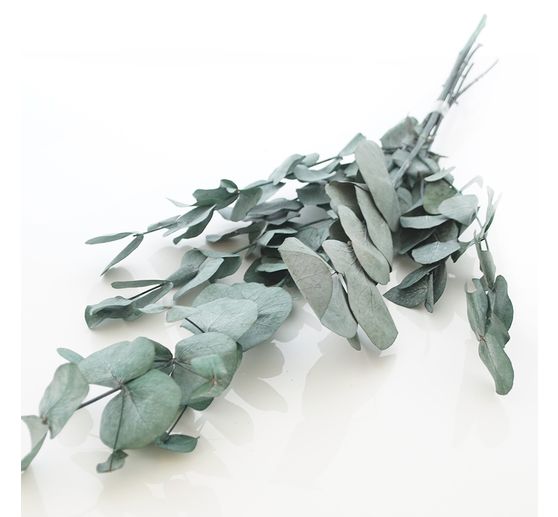 Eucalyptus Cinerea geprepareerd