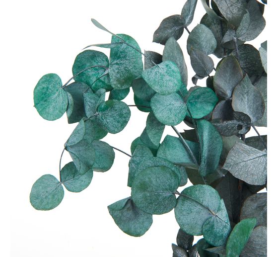 Eucalyptus Cinerea geprepareerd