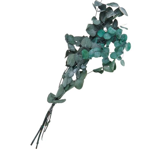 Eucalyptus Cinerea geprepareerd