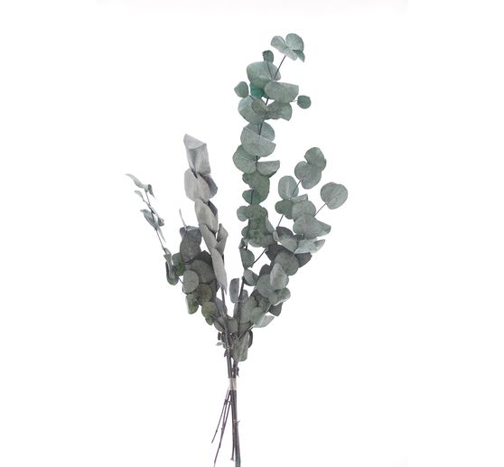 Eucalyptus Cinerea prepared