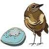 Sizzix Thinlits punch template "Bird & Egg Colorize by Tim Holtz"