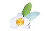 Sizzix Thinlits ponssjabloon "Orchid"