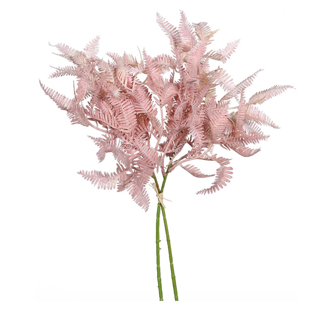 Varentak "Rosee"