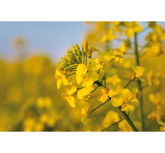 Rapeseed wax lenses