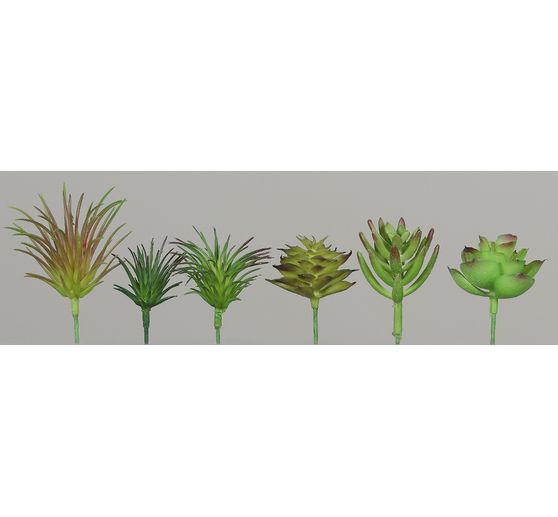 Succulentenmix
