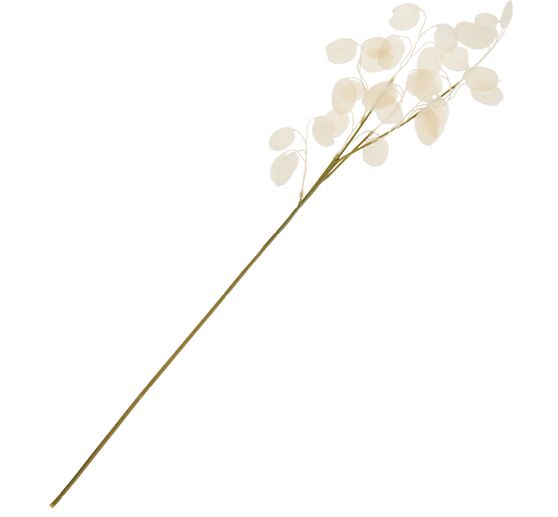 Lunaria branch