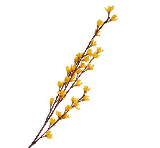 Forsythia branch "Fortesa"