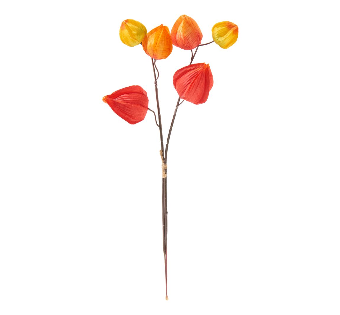 Physalis tak, 6 lampionbloemen