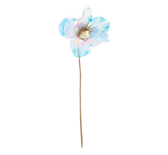 Christmas rose, iridescent
