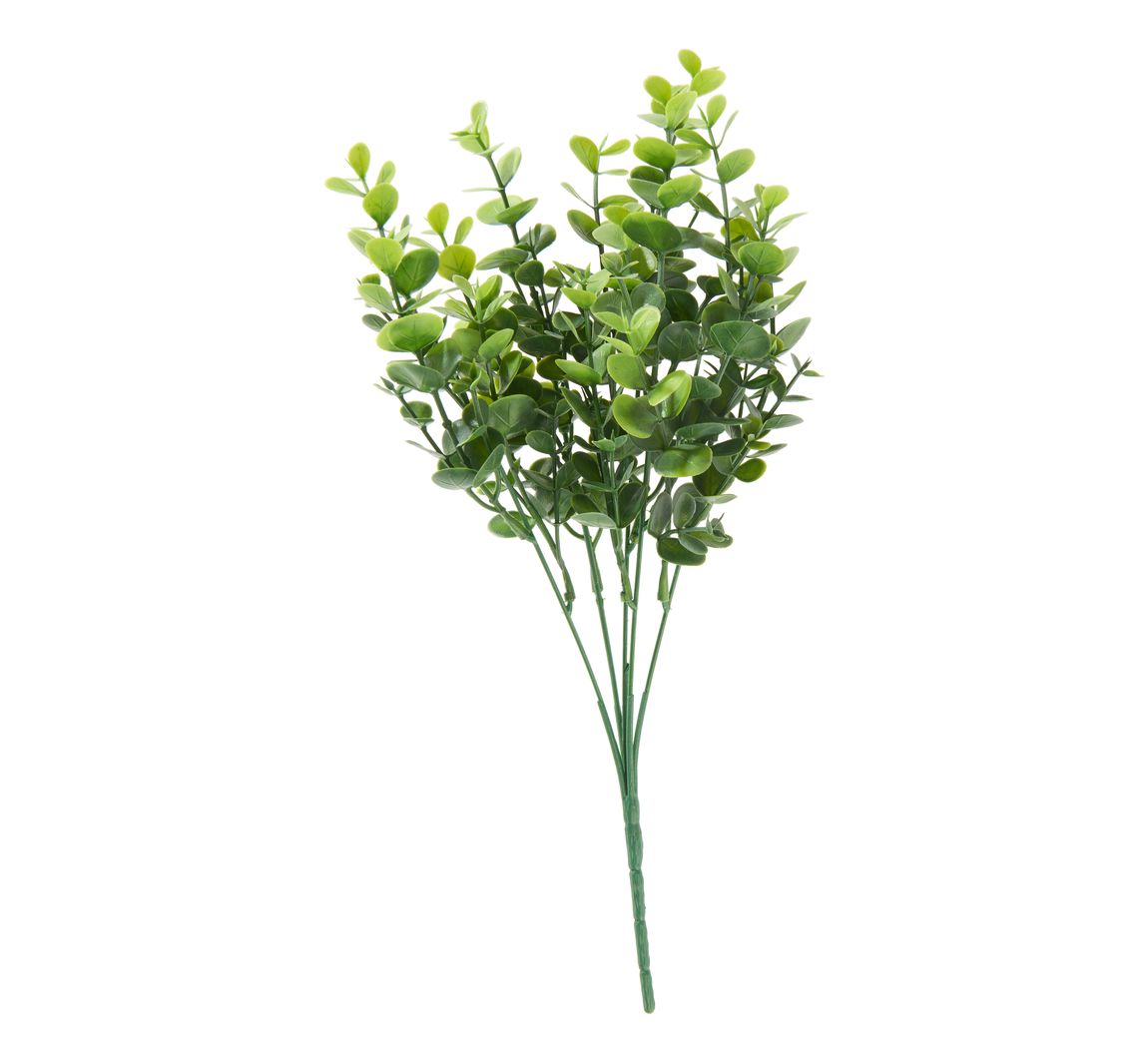 Eucalyptus pluk "Mia"