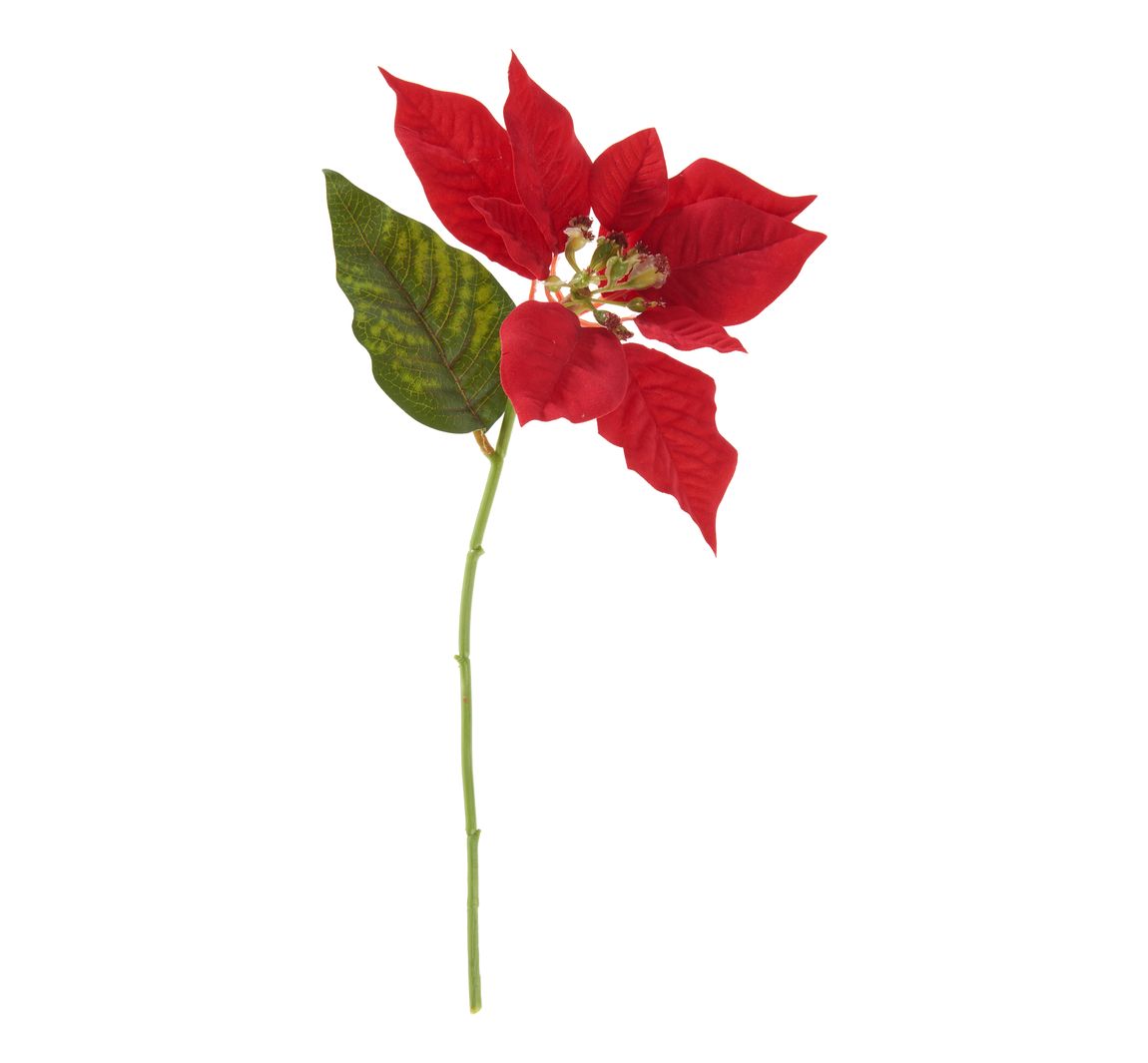 Kerstster bloem