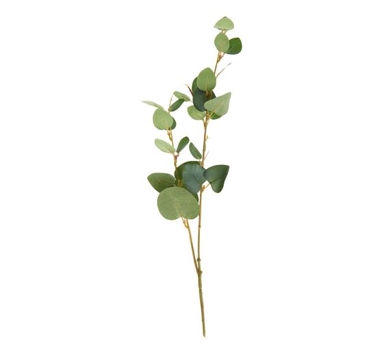 Eucalyptusbranch