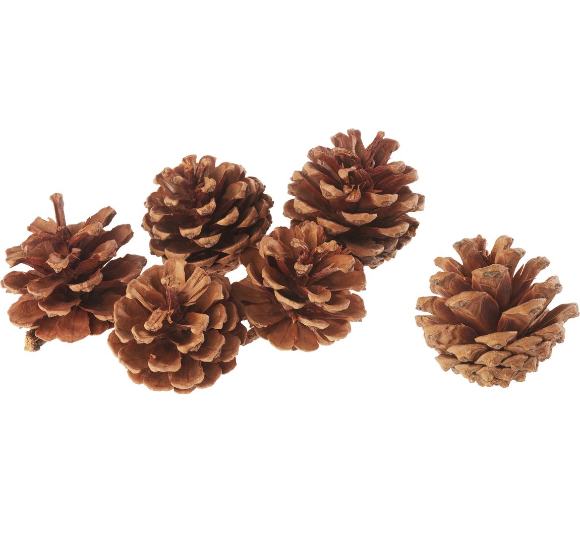 Dennenappels, naturel