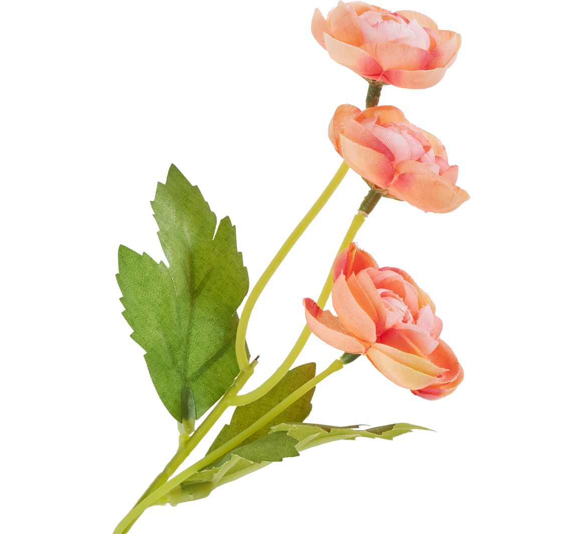 Ranonkel pluk met 3 bloemen