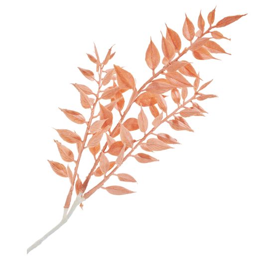 Ruscus plukken