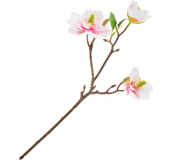 Magnolia pluk met 3 bloemen