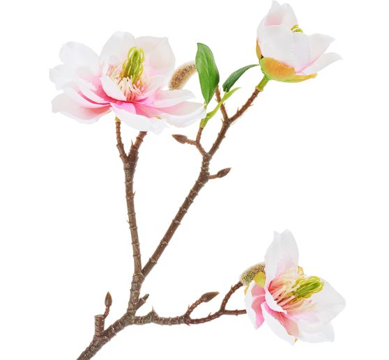 Magnolia pluk met 3 bloemen