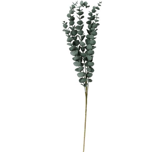 Eucalyptus branch "Evergreen"
