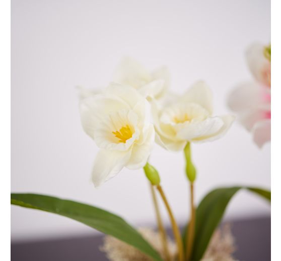 Bosje narcissen