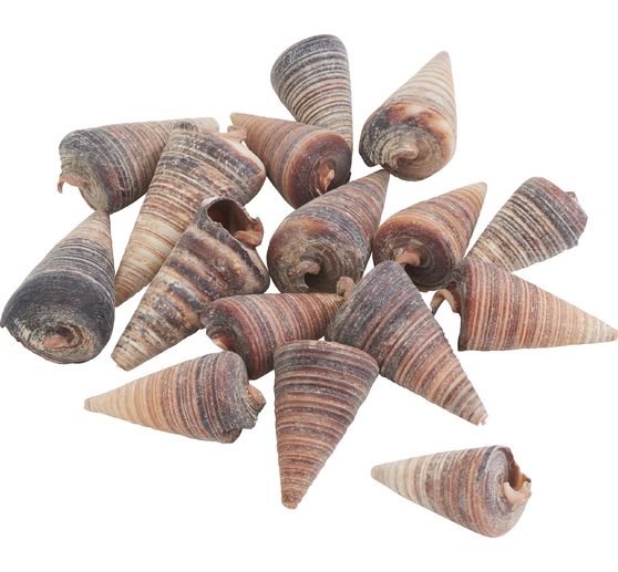 Schelp "Telescopium"