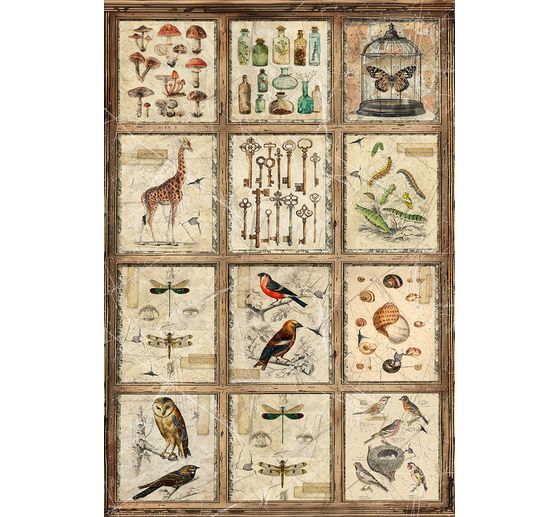 Motief strozijde assortiment "Cabinet of Curiosities", set van 4