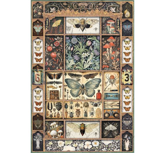 Motief strozijde assortiment "Cabinet of Curiosities", set van 4