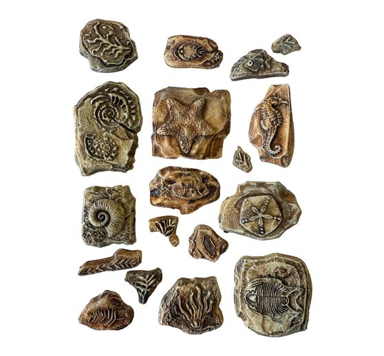 Zachte modelleervorm A5 "Silent Sea - Fossils"
