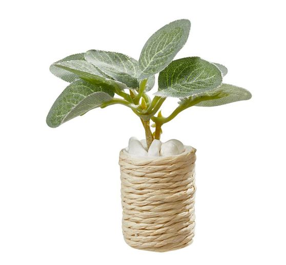 Miniatuurset "Kamerplanten"