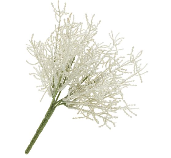 Calocephalus pick
