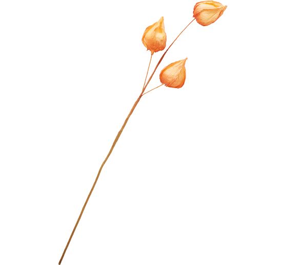 Physalis tak