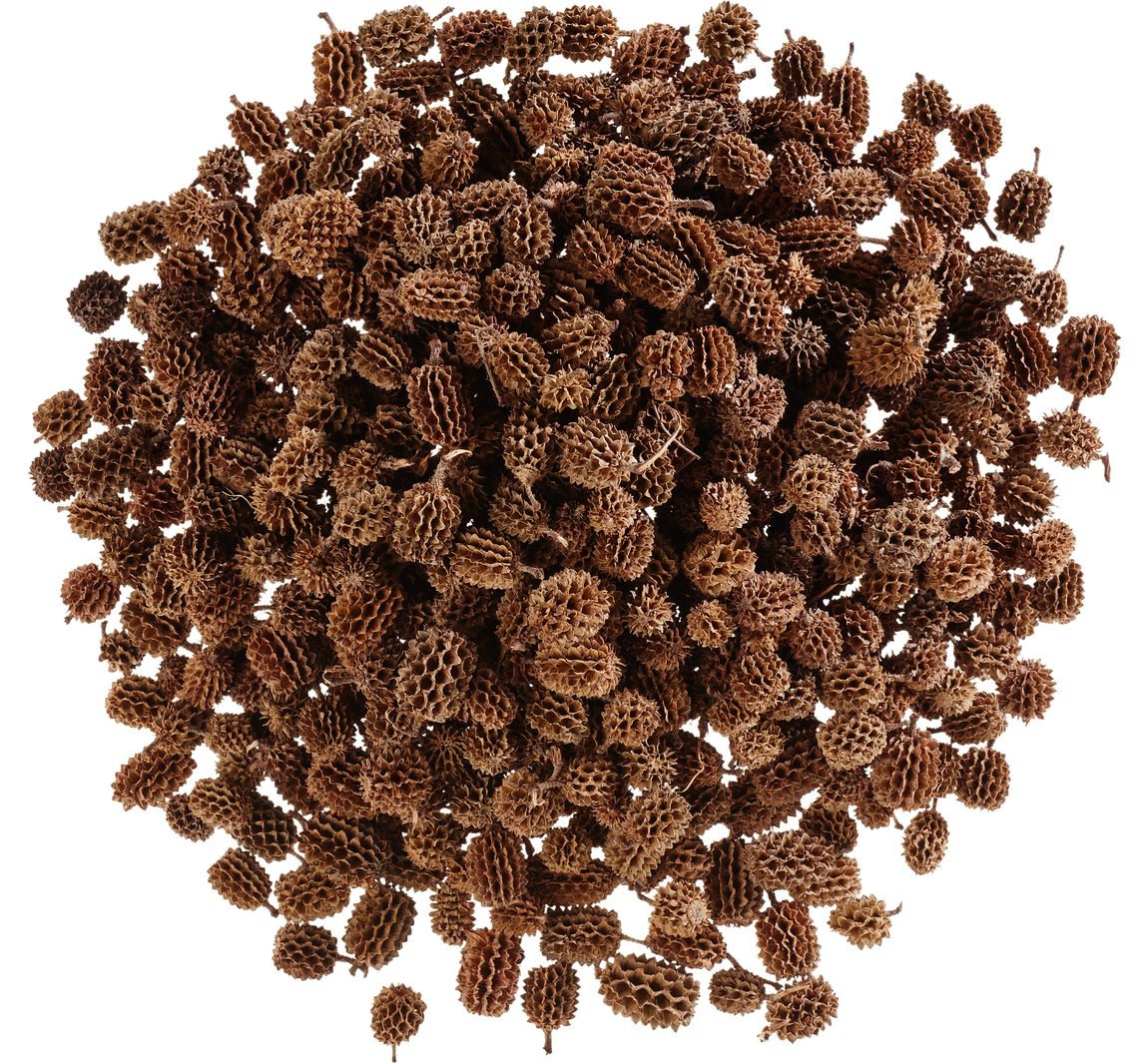 Casuarina kegels