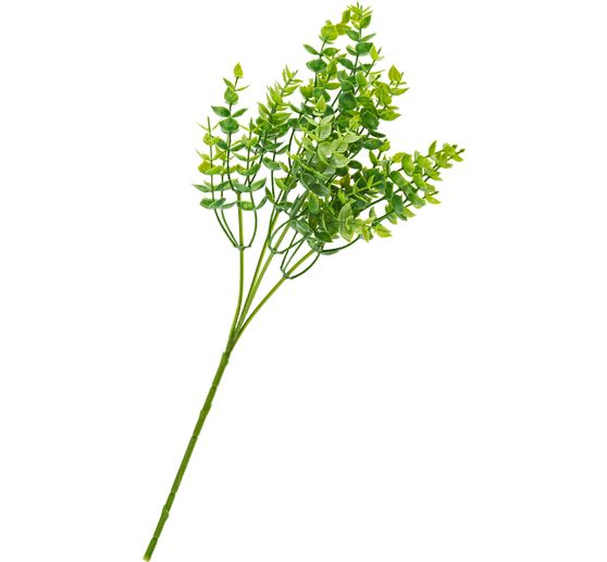 Eucalyptusstruik, green