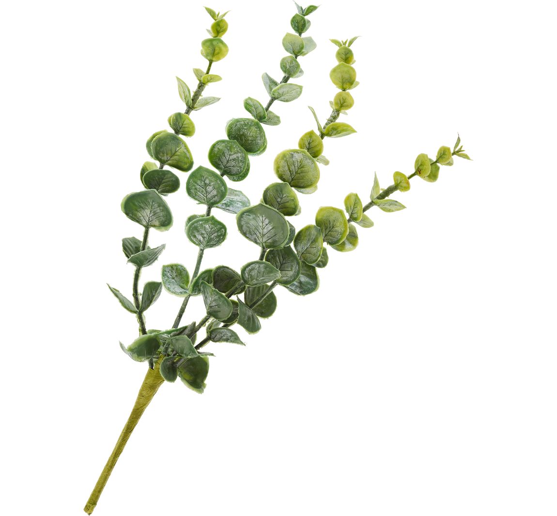 Eucalyptus pluk "Cynerea"