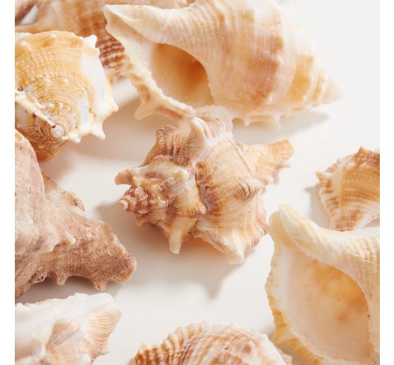 Seashell mix, natural