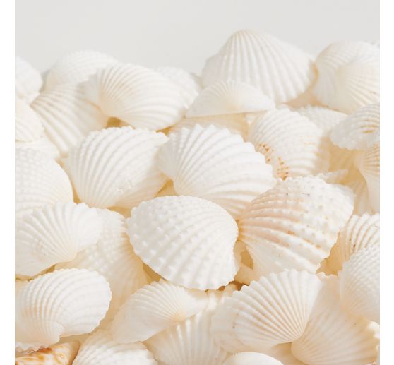 Seashell mix, natural