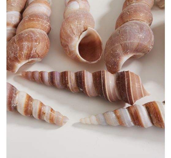 Seashell mix, natural