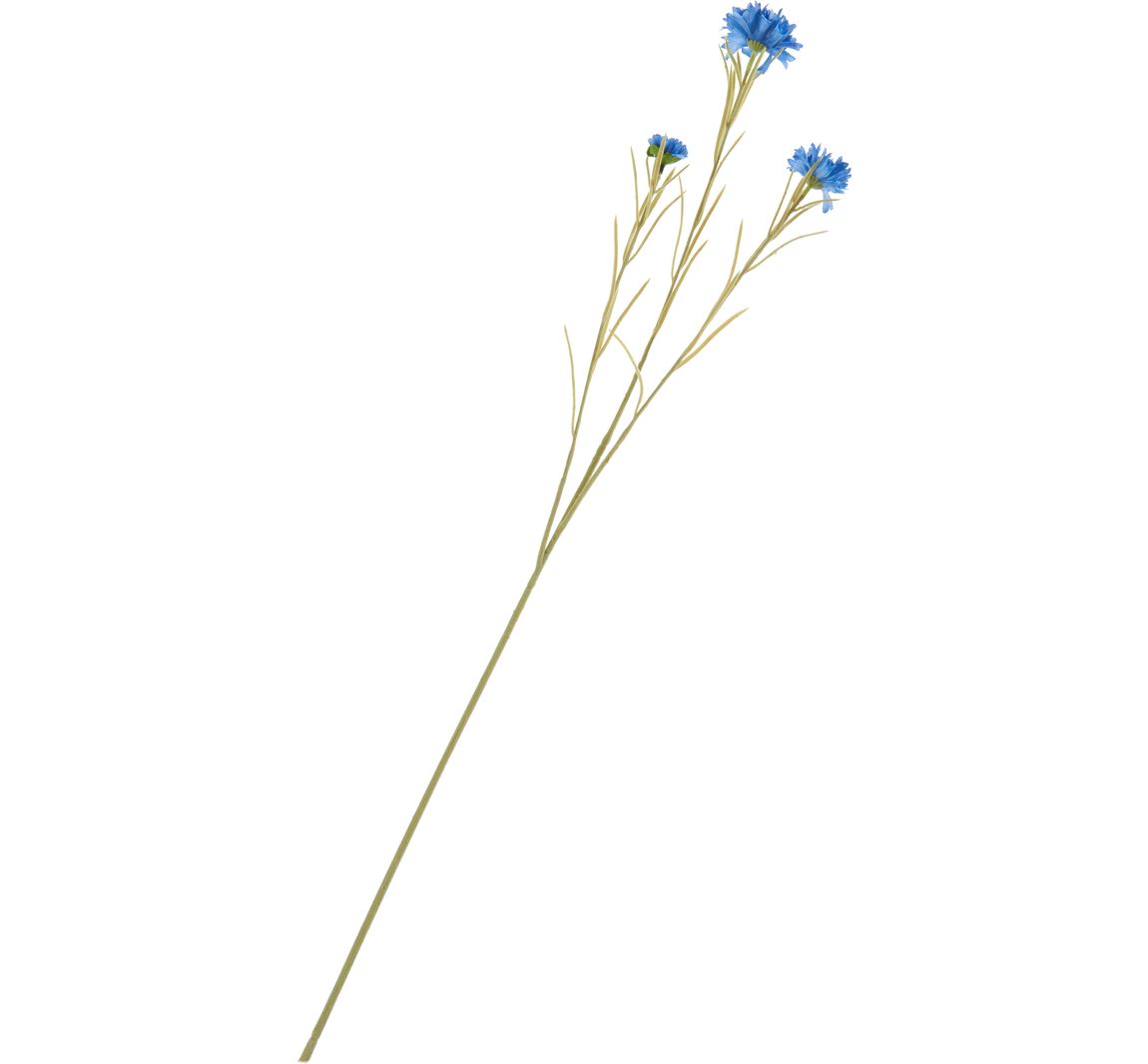 Korenbloem pluk