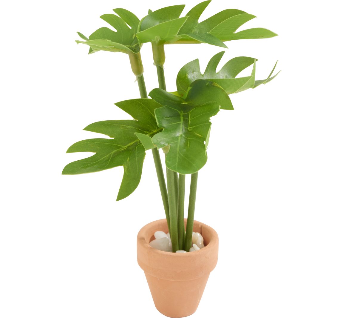 Miniatuurplant "Monstera"